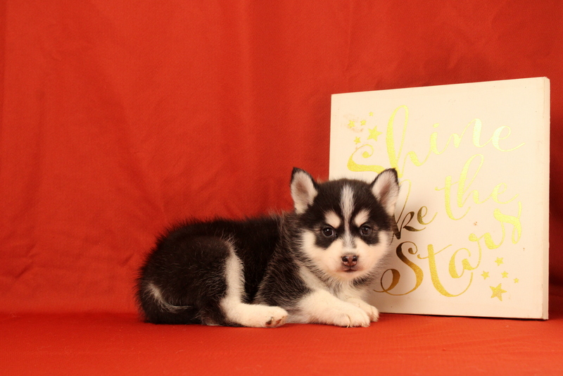 puppy, for, sale, Pomsky, Matthew B. Stoltzfus, dog, breeder, Gap, PA, dog-breeder, puppy-for-sale, forsale, nearby, find, puppyfind, locator, puppylocator, aca